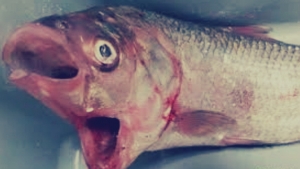 أسترالي يصطاد سمكة بفمين: «إذا فتحت أحدهما تغلق الآخر تلقائيا»