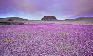 سجادة الزهور البرية في صحراء كولورادو