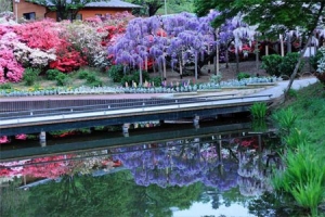 شلالات الورود في اليابان ,
