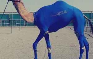 فقط في الخليج، الخيول ترتدي "ليكرا"!