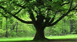 علماء يكتشفون أن الأشجار "تئن" عندما تعطش