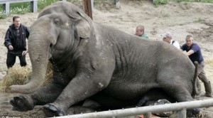 بالفيديو والصور : انثى فيل تقضى 11 ساعة في محاولة لإنقاذ طفلها الصغير من الوحل .. سبحان الله !