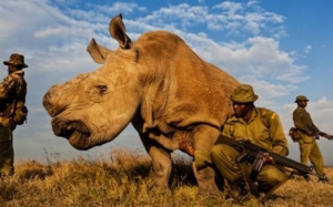  فيديو .. حراسة مشددة لذكر وحيد القرن الأبيض الأخير بالعالم