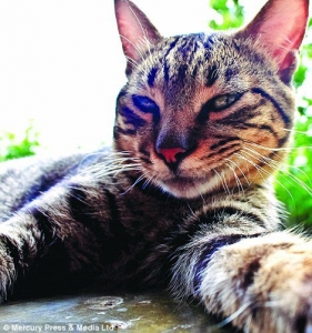 بالصور.. «سيلفى» القطط على طريقة كيم كارداشيان