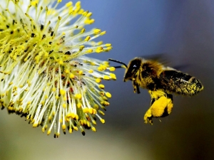 لقاح النحل لزيادة الخصوبة