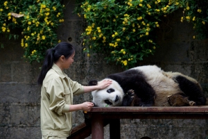 صور| حضانة الباندا فى الصين.. حتمًا سترغب فى زيارتها
