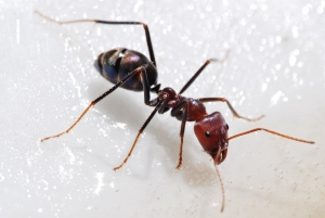 كيف تصطاد النملة فريستها؟
