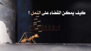  10 طرق طبيعية وآمنة للتخلص من النمل في المنزل  