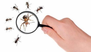فيديو| طريقة مدهشة للتخلص من النمل