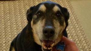 صدق أو لا تصدق.. كلب يشخص سرطان الغدة الدرقية