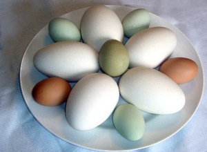اكتشاف بيضة دجاجة عمرها 2000 عام في مقبرة أثرية صينية