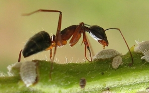 معلومات عجيبة عن النمل وعن الحبوب التي يجمعها النمل