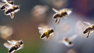 شاهد : النحل يهاجم سيارات الشرطة