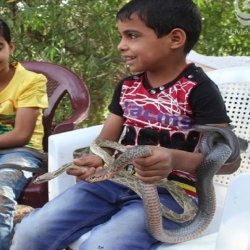 طفل عراقي ابن الست سنوات هوايته صيد الأفاعي واللعب معها
