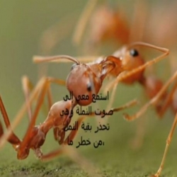 هل النمل يتكلم ؟؟؟؟؟؟