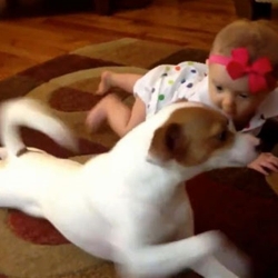كلب ذكي يحاول تعليم طفلة الزحف