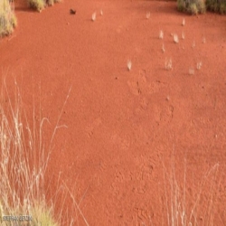 اكتشاف "دوائر الجن" العجيبة في رمال الغرب الأسترالي