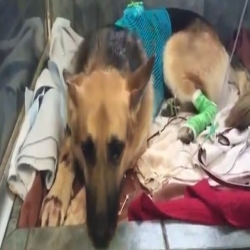 كلب بطل ينقذ طفلة من لدغات أفعى سامة – فيديو