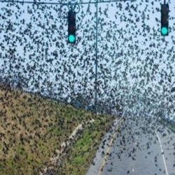 علماء يحاولون تفسير لعنة الموت المفاجئ في مدينة أميركية.. طيورٌ تتساقط من السماء وقططٌ تفارق الحياة (فيديو)