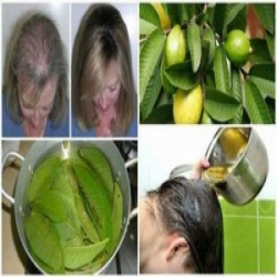 وصفة من أوراق الجوافة تُوقف تساقط الشعر 100% وتجعله ينمو