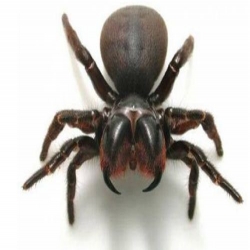 دراسة تكشف معلومة جديدة مرعبة عن العناكب!