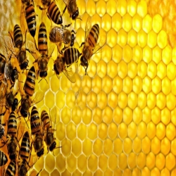  هل العسل يسمن