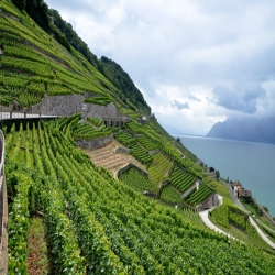 جمال مدرجات العنب في لافو سويسرا 