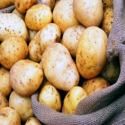 فوائد البطاطا .. ما لم تعرفوه من قبل