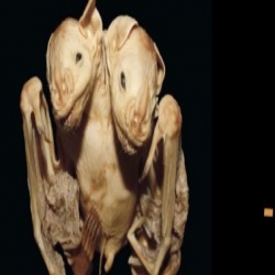 ظهور خفاش برأسين كحالة نادرة من نوعها فى تاريخ العلم