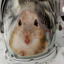 فئران تسافر الى المريخ !!
