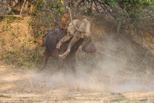 بالصور.. معركة دموية بين "ثور" و"أسد" فى زامبيا تنتهى بهزيمة ملك الغابة 