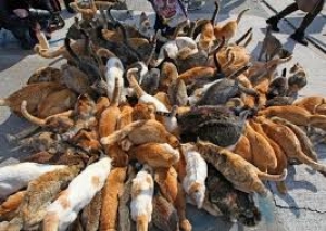 آلاف القطط مهربة الي مطاعم فيتنام
