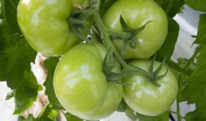 الطماطم الخضراء سر العضلات القوية 