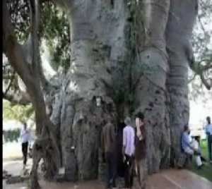 شاهد اكبر شجرة فى العالم يصل عمرها الى 2000 عام .