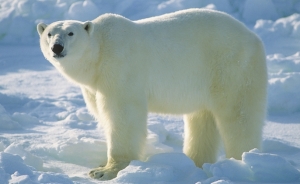 هل يبقى الدب القطبى حيًّا رغم ذوبان الجليد؟