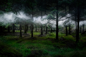 ‘ فنـآآن يحول غابات بريطانيا إلى لوحات فنية ‘