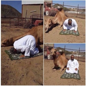 صور جمل يصلي مع صاحبه