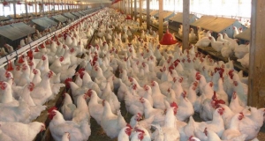  أسعار اللحوم والدواجن كما حددتها وزارة الزراعة