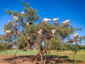 أغرب 20 ظاهرة بيئية حول العالم: الماعز تتسلق الأشجار في المغرب