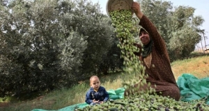 نابلس: متطوعون يقدمون العون للمزارعين في قطف الزيتون قرب حاجز زعترة.
