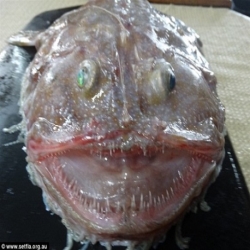 العثور على سمكة غريبة الشكل بولاية فيكتوريا