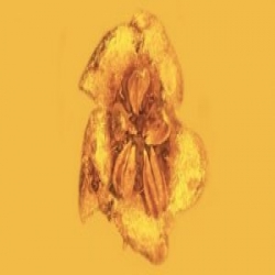  زهرة سامة عمرها أكثر من 20 مليون عام