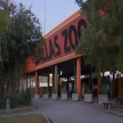 أسد يقتل لبوة أمام زوار حديقة دالاس للحيوانات في أمريكا