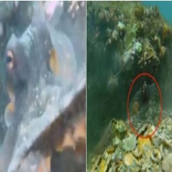 فيديو| أخطبوط يسرق كاميرا غواص ويلتقط صورة سيلفي