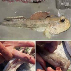 صور| هام جدا..حقيقة السمك"أبو رأس مقطوع"