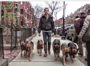بالفيديو.. رجل يقود 6 كلاب شرسة دون سلاسل..!!