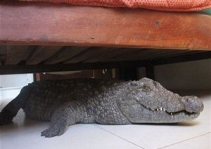 العثور على تمساح عمره 40 عامًا داخل منزل فى لوس أنجلوس