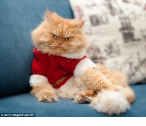  القط Garfi الأكثر غضباً على الإنترنت